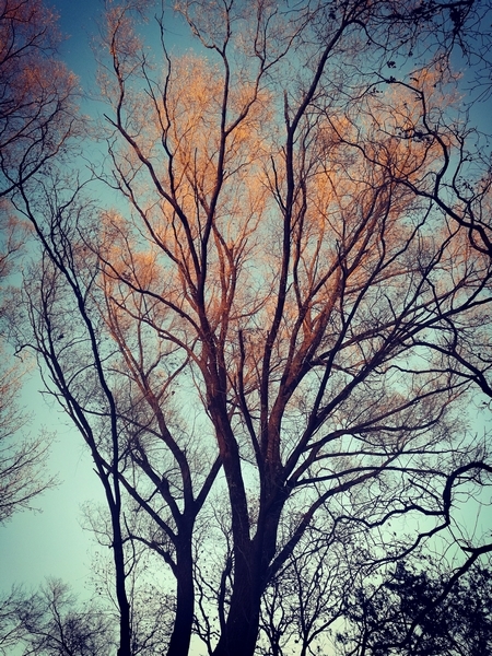 王筱洁－朗润园之树