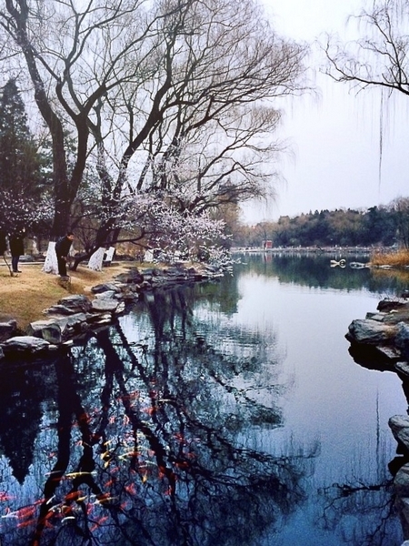 刘博谦－燕园早春