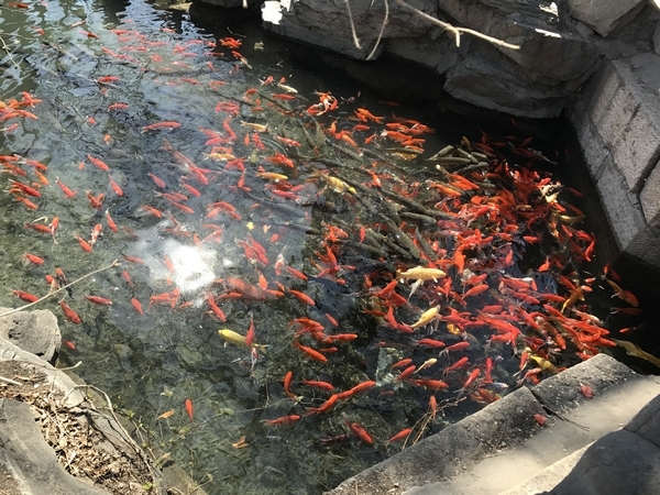 程典－转发这群锦鲤