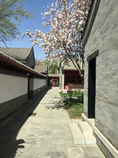 姚洋-人间四月天